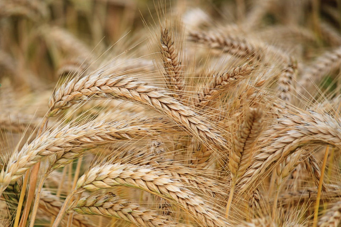 Qu'est-ce que le gluten ? Tout ce que vous devez savoir